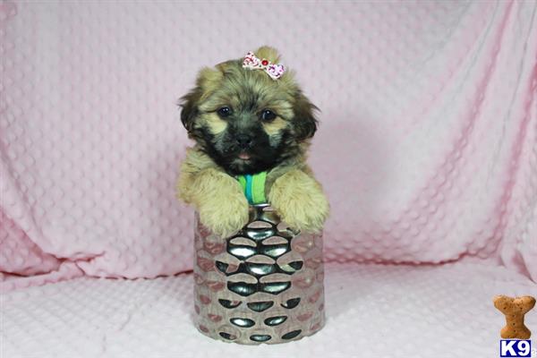 lvpuppyheaven Picture 2
